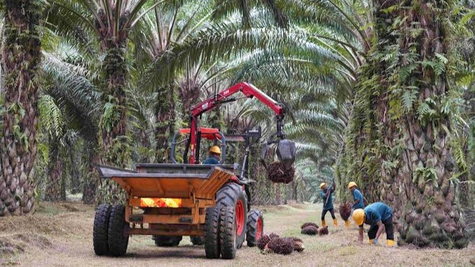 HLIB Recommends Upward Revision for CPO Price Projections over El Nino and Biodiesel Mandates