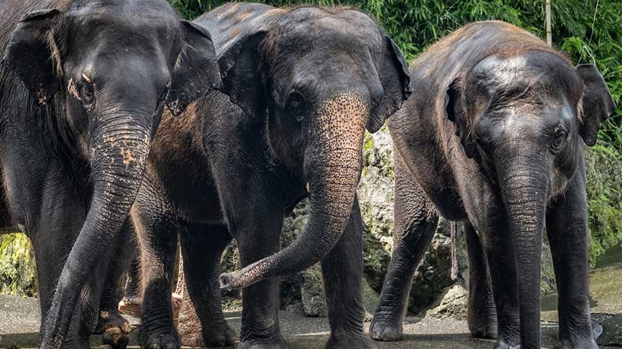 MACC Probe Focuses on Environment Ministry as Zoo Taiping Defends Elephant Move