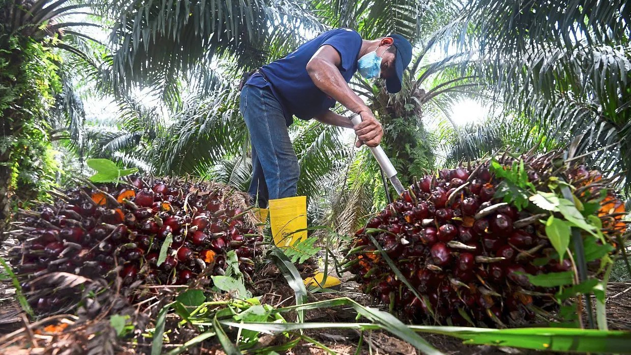 Malaysia’s Palm Oil Stocks Hit Five-Month High in July as Production Outpaces Exports