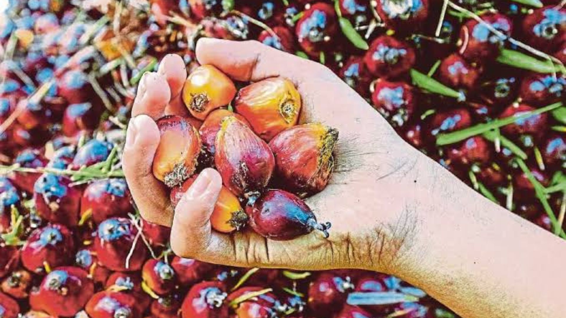 Malaysia Palm Oil Stocks Hit Five-Month High in July, But Analysts Expect CPO Prices to Stay Firm
