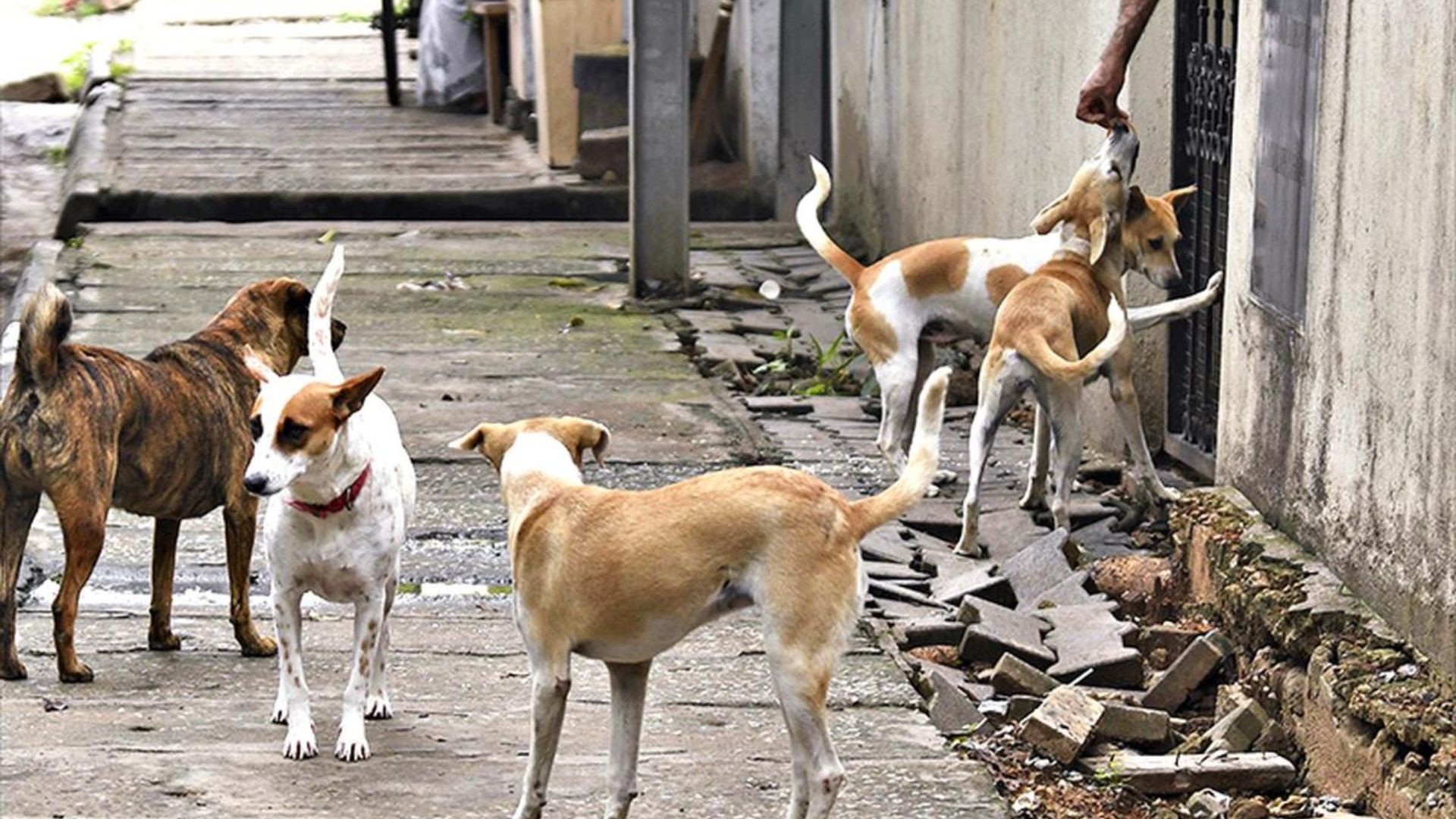 MBS Under Fire over RM50 Stray Dog Capture Incentive as Lawyers Warn of Pet Theft Risks