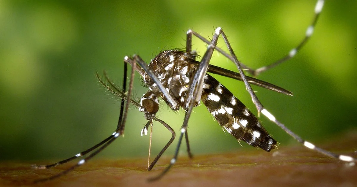 Johor Issues 1.87 Million In Fines As Dengue Cases Top 9900