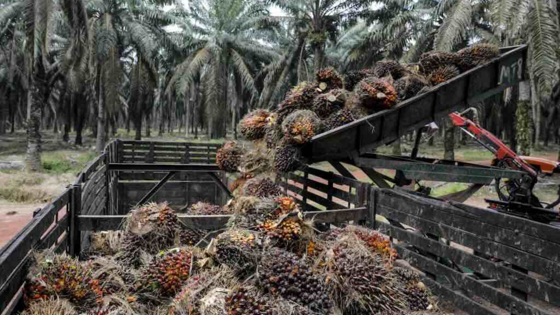 Malaysia palm oil stocks rise 7.5% in August