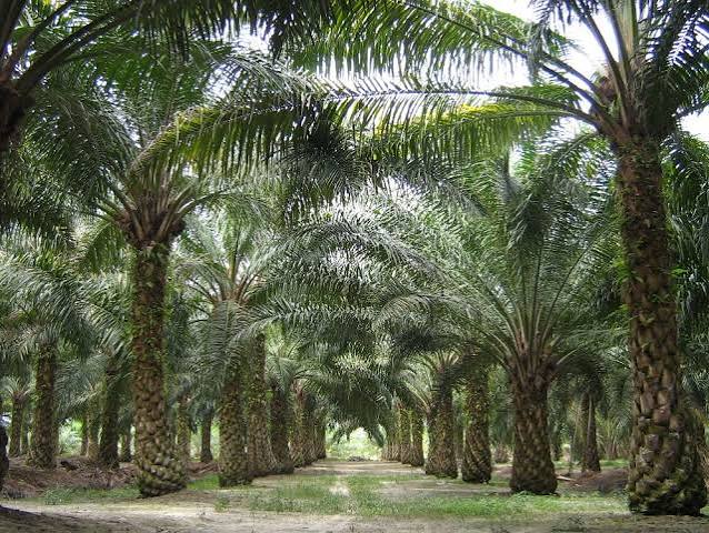 Plantation sector could see better earnings in 1Q27