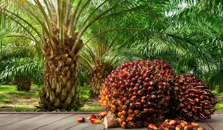 Malaysia Palm Oil Stocks Surge 25% as Exports Dip
