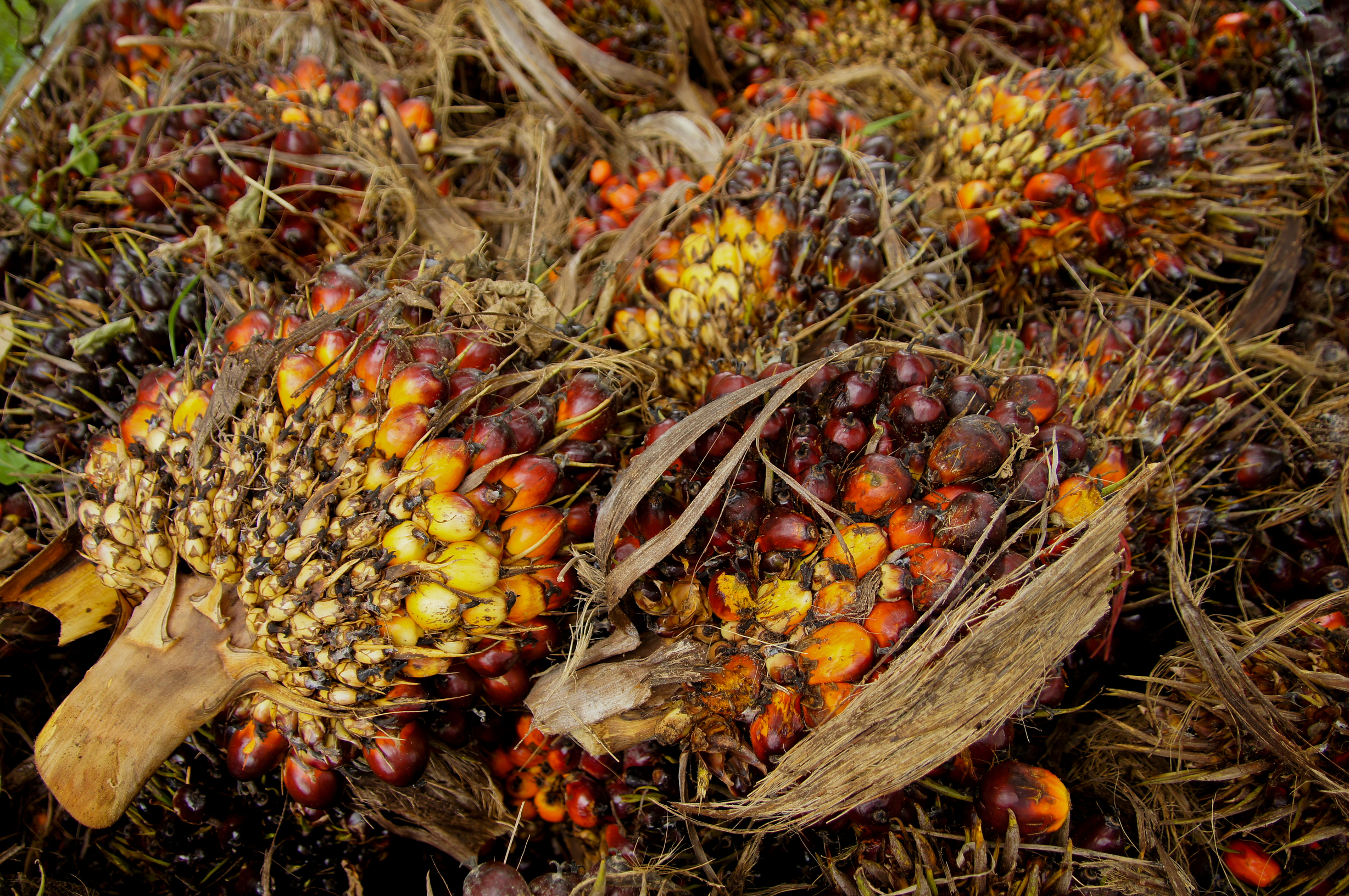 MPOC Forecasts Tightening Palm Oil Inventories to Support Prices Through Q4