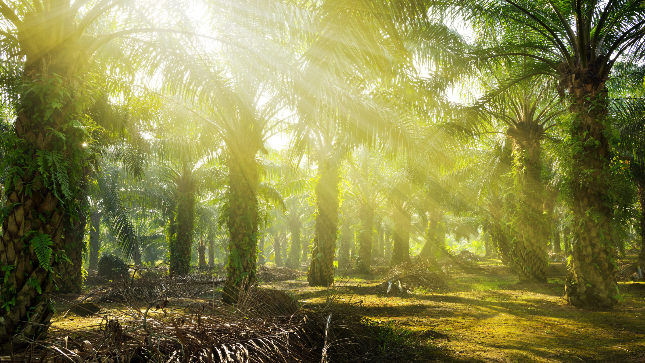 TSH Resources Clarifies Zero-Burning Stance Following SGX Haze Query