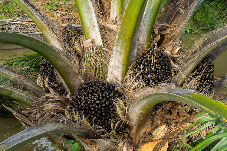 Sarawak Urged to Accelerate NCR Land Titles